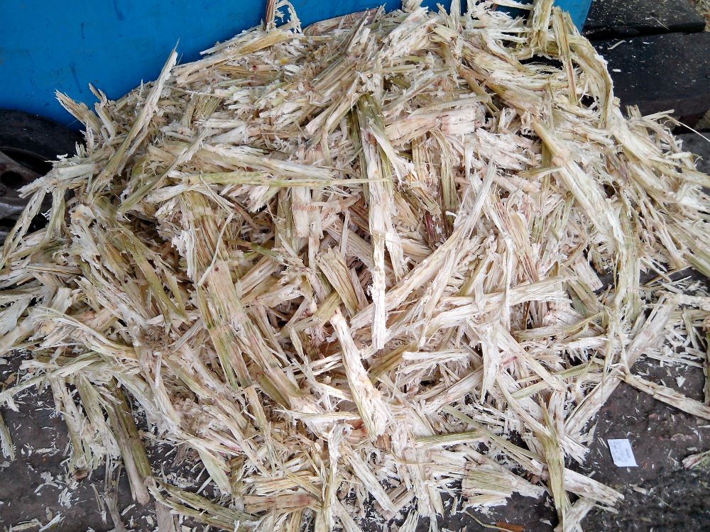 Why opt for Bagasse